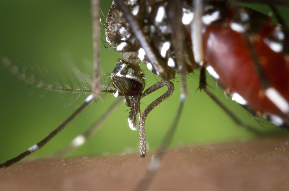  LIRAa aponta risco de epidemia de dengue em Lagoa da Prata