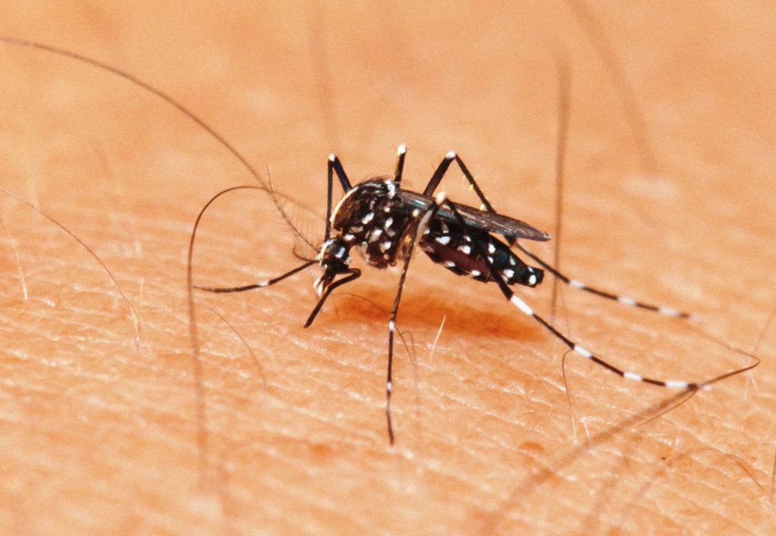  LIRAa aponta alto índice de infestação do Aedes aegypti em Lagoa da Prata