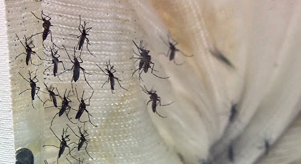  Centro-Oeste MG registra mais de 1,7 mil casos prováveis de dengue em 2019