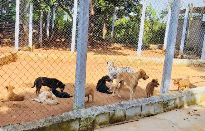  Amor por pets! Lagoa deve realizar 500 castrações de cães e gatos em 2019