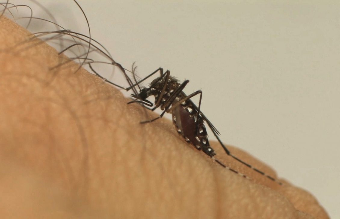  Boletim divulga confirmação de mortes por dengue no Centro-Oeste