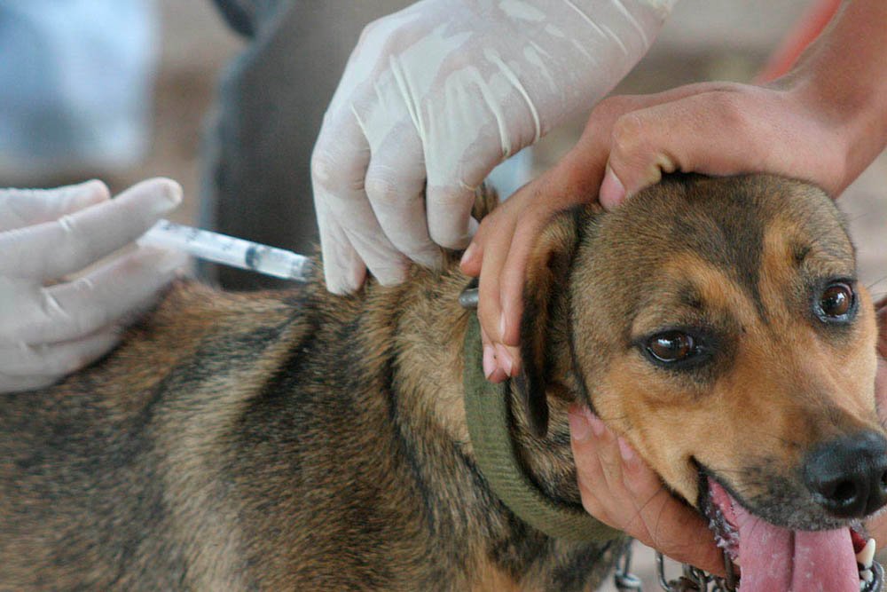  ‘Pets saudáveis’: Vacinação antirrábica será realizada em Lagoa; confira datas
