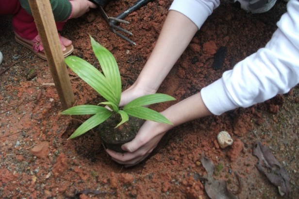  Na contramão do cenário nacional, jovens de Lagoa criam projeto de plantio de árvores na cidade