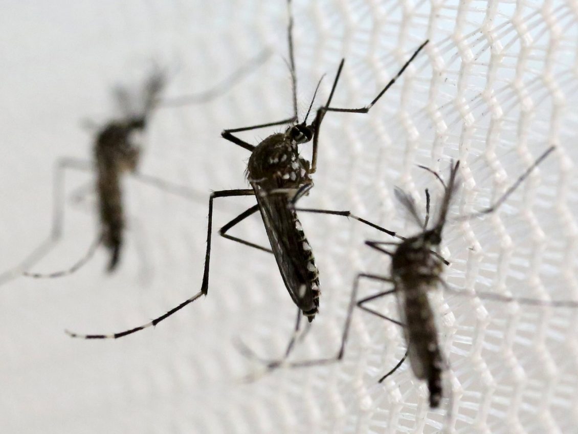  Segundo LIRAa, Lagoa tem alto risco de infestação do Aedes aegypti