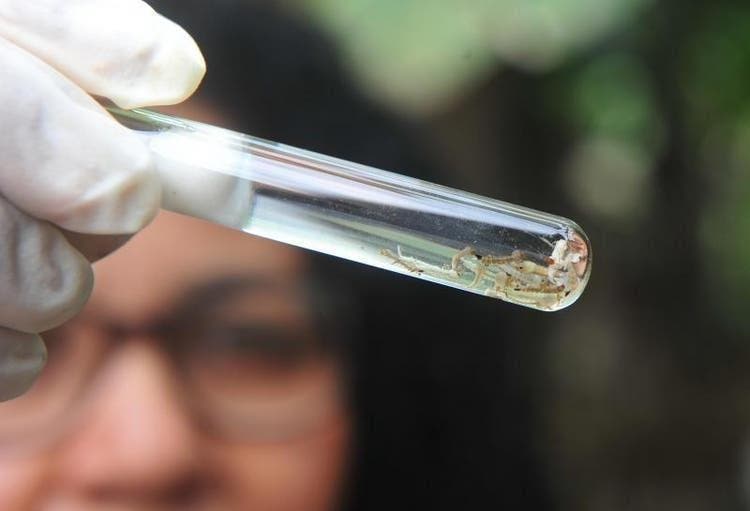  LIRAa aponta alto índice de infestação de dengue em Lagoa da Prata
