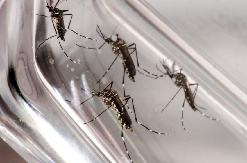  Boletim aponta 359 casos prováveis de dengue em Lagoa da Prata