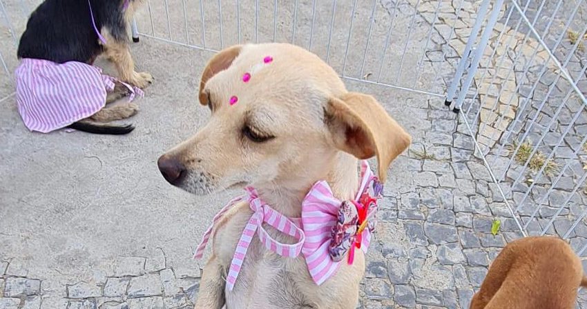  Adote um amigo! Feirinha de adoção de pets acontece em Lagoa da Prata