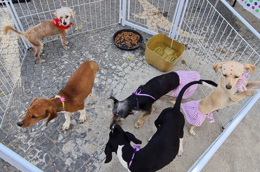  Feira de adoção de animais é realizada em Lagoa da Prata
