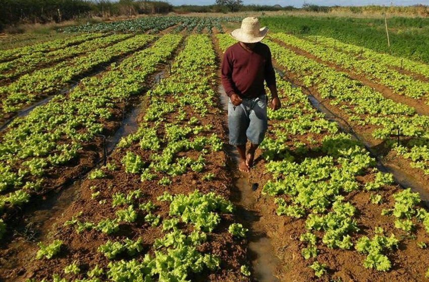  Capacitação para feirantes e agricultores ocorre em Lagoa da Prata; saiba como participar