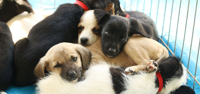  Feira de adoção de animais é realizada em Lagoa da Prata neste sábado (24)