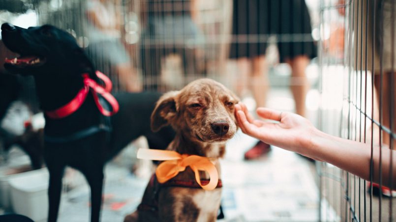  Feira de adoção de cães será realizada neste sábado (14) em Lagoa da Prata