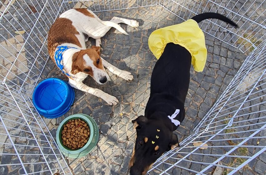  Feira de adoção de cães ocorre em Lagoa da Prata neste sábado (4)