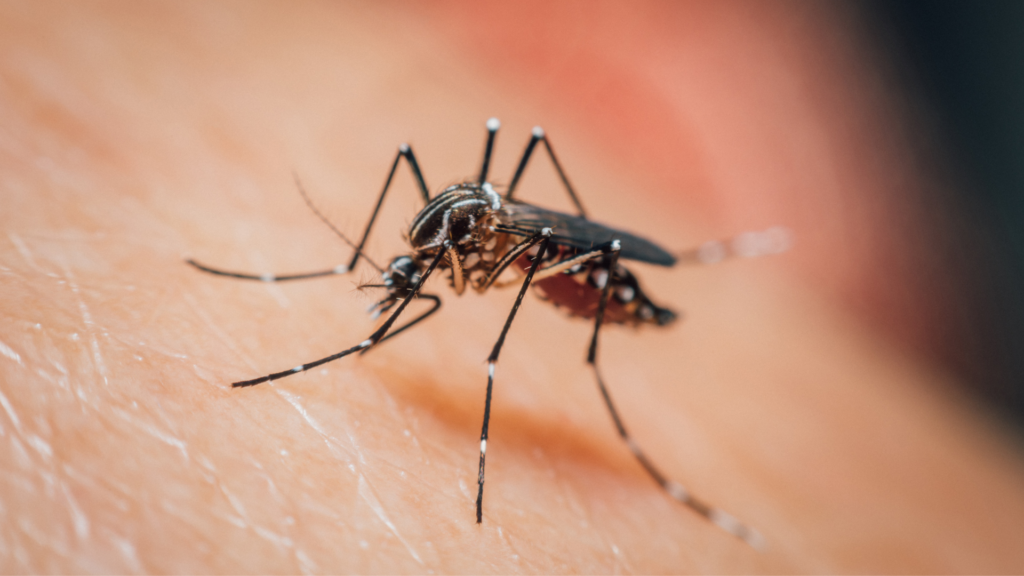 taxa de infestação do aedes agypti