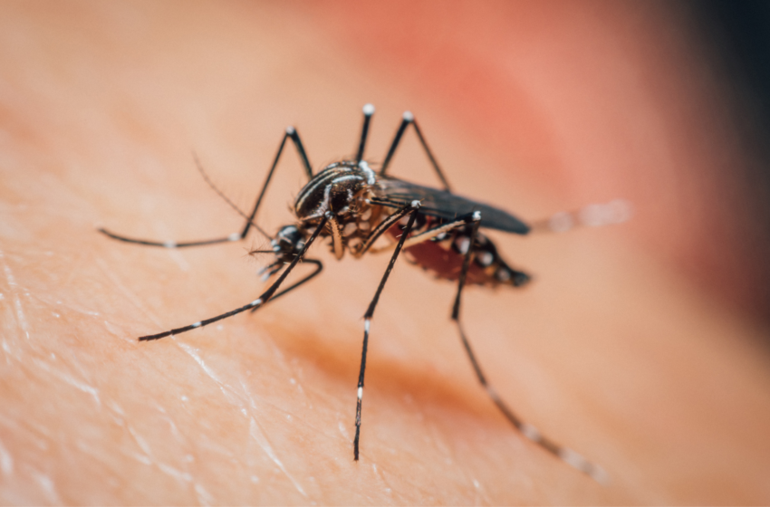 LIRAa aponta alto índice de infestação do Aedes Aegypti em Lagoa da Prata