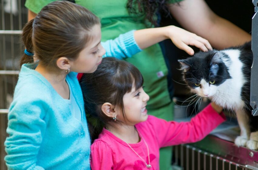  Eles precisam de um lar! Feira de adoção de cães e gatos acontece em Lagoa da Prata