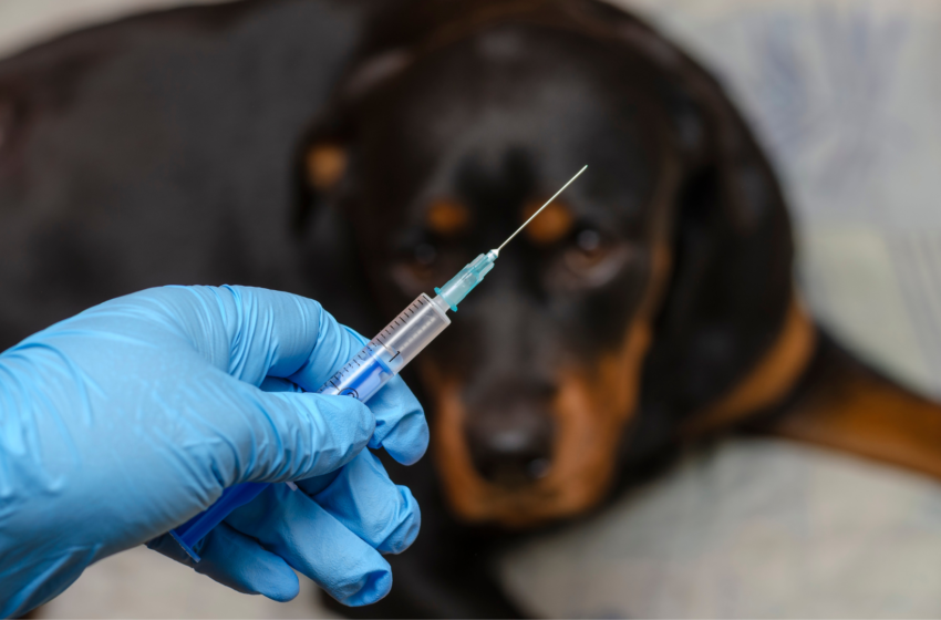  Não vacinou seu pet? Vacinação antirrábica terá repescagem em Lagoa da Prata