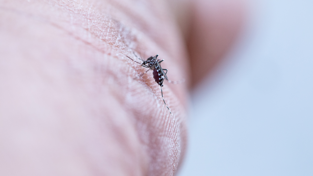aedes aegypti