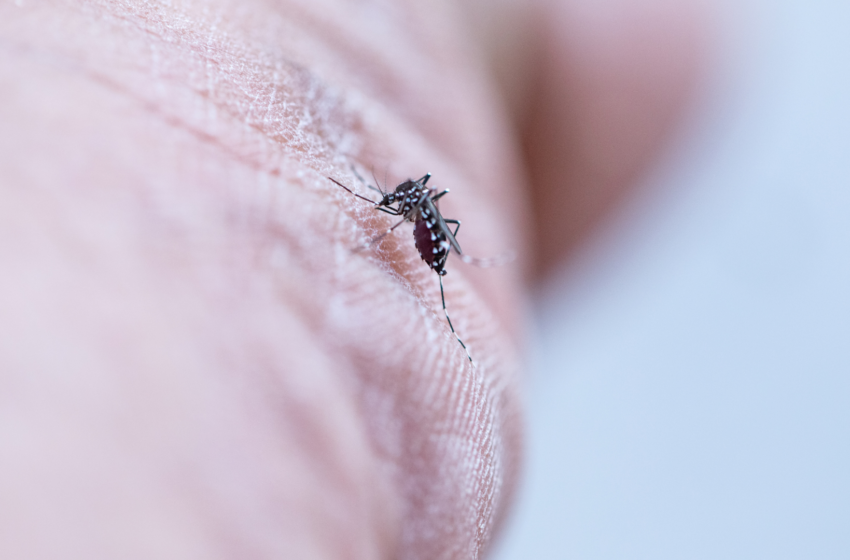 Médio risco: Levantamento mostra índice de risco das doenças transmitidas pelo Aedes Aegypti em Lagoa da Prata