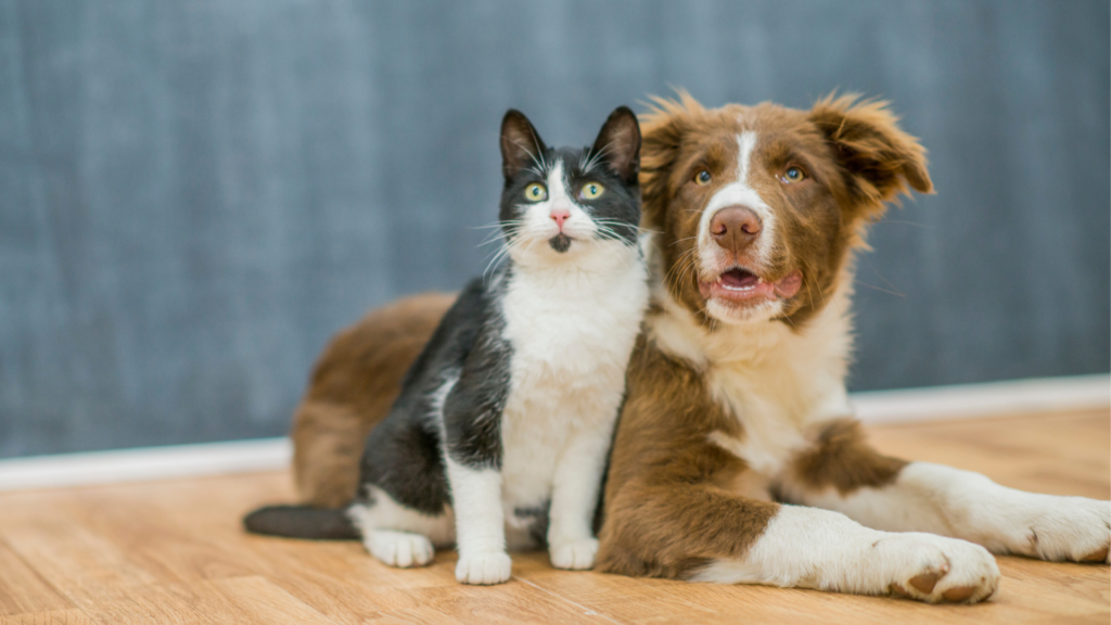 pet