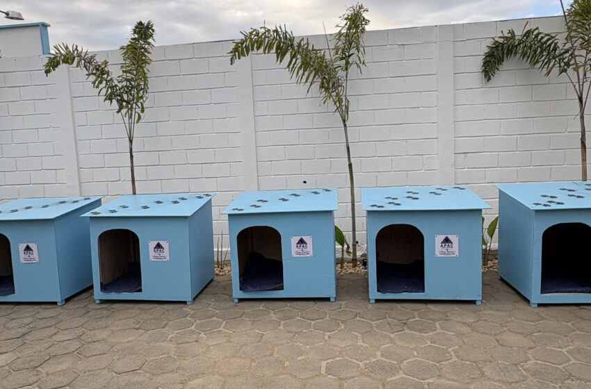  APAC e Associação de Proteção Animal constroem casas para animais de rua